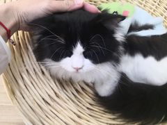 -李小姐の猫咖啡馆(五角场店)