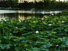 -西海子公园