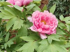 -洛阳市隋唐城遗址植物园