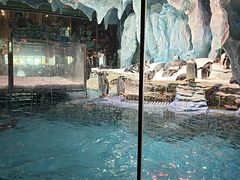 -帝企鹅自助餐厅•儿童岛•真企鹅(长隆企鹅酒店)