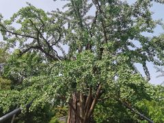 -上海佘山国家森林公园天马山园