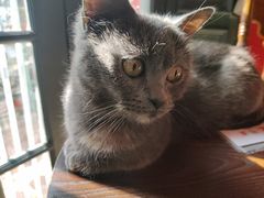 -猫色咖啡·猫咖