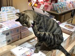 -猫的天空之城概念书店(丽江古城饮玉巷店)