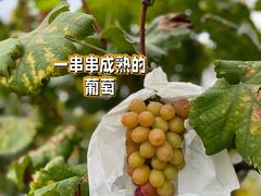 -马陆小张葡萄园农家乐