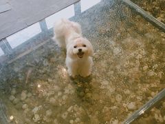 -百好乐宠物友好餐厅(朝外大街店)