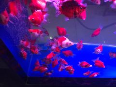 -中环花鸟鱼虫市场