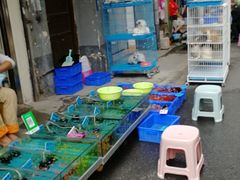 -清平路水族市场