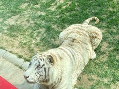 -北京野生动物园