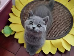 -糯米喵星人总部直营旗舰店·猫舍·幼猫出售