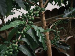 -Torch Coffee 炬点咖啡