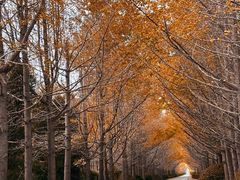 -黄海国家森林公园