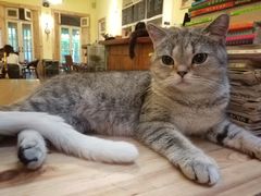 -猫色咖啡·猫咖