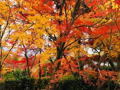 -常寂光寺