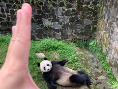 -都江堰中华大熊猫苑