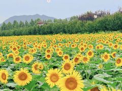 -君乐宝优致牧场