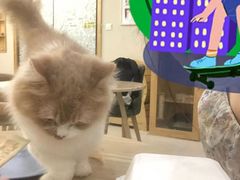 -藏猫猫咖啡主题馆(中央大道店)