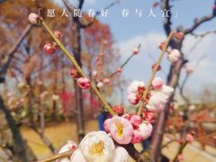 -莘庄梅园