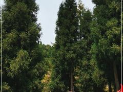 -武陵山森林公园