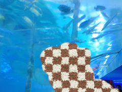 -太平洋海底世界