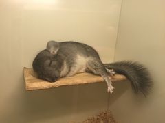 -龙猫仔乐园(惠福东路店)