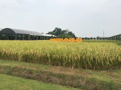 -迪茵湖田家舍生态农场
