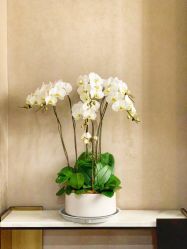 -采之汲·云南白药集团