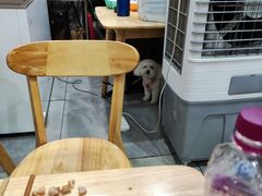 -雷祖芳老妈蹄花店