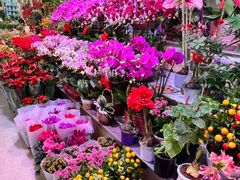 -长春青怡坊鲜花批发(青怡坊花鸟市场店)