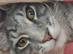 -翊宠yipet猫狗购宠庄园犬舍•猫舍