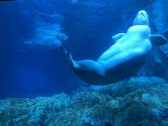 -珠海长隆海洋王国