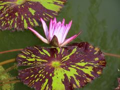 -国家植物园南园