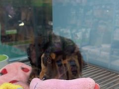 -FAELING PETS美天灵宠物(合生汇店)