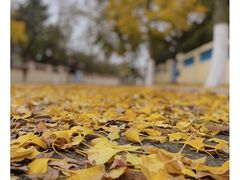 -八大关景区