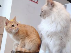 -Cappucimeow猫咪咖啡馆(韦伯时代店)