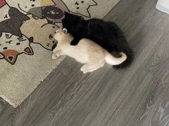 -momokira米努特·德文卷毛猫·棉花面纱犬