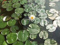 -田园东方蜜桃村的田野营地