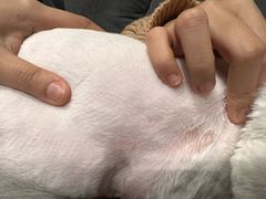 -PETKIT小佩宠物(古北店)