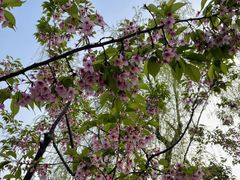 -梁鸿国家湿地公园