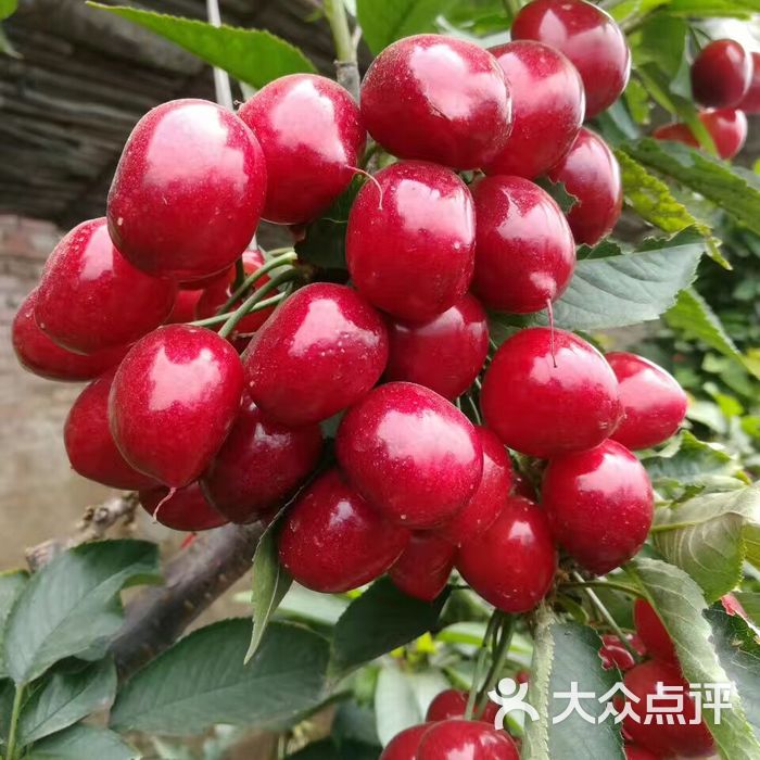 沈阳大樱桃采摘图片-北京采摘/农家乐-大众点评网