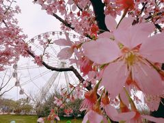 -顾村公园