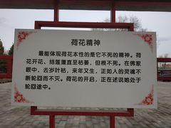 -莲花池公园