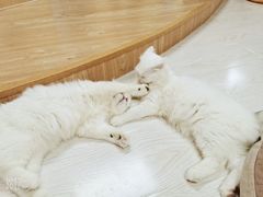 -猫和宫(六道口店)