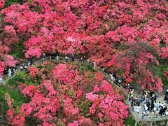 -木兰云雾山
