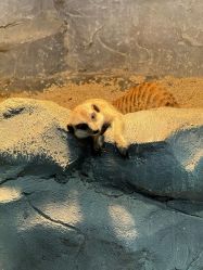 -Zoolung Zoolung动物主题公园(海信广场店)