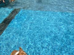 -汪说喵讲宠物乐园宠物酒店(红星美凯龙店)