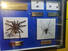 -上海昆虫博物馆