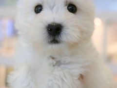 -翊宠yipet猫狗购宠庄园犬舍•猫舍