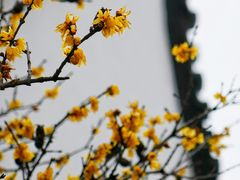 -三林塘老街