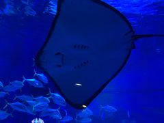 -烟台海昌鲸鲨海洋公园