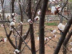 -小仙居·农家宴烤羊· 农庄
